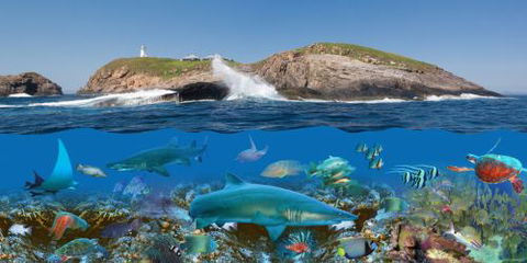 Jetty Dive Centre Coffs Harbour - Click Find 4