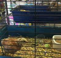 Pets R Us Raymond Terrace - Bridge Guide