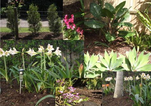 Teven Valley Tea Tree Mulch - Lawyer Find 3