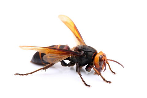 Nu-Style Carpets & Pest Control - Click Find 1