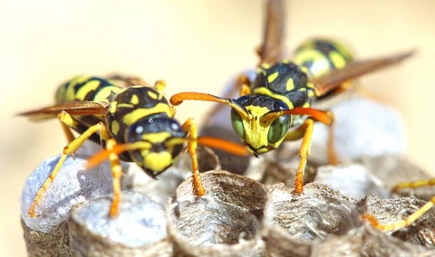 Nu-Style Carpets & Pest Control - Click Find 2