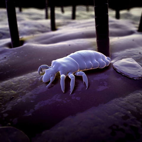 Nu-Style Carpets & Pest Control - Click Find 3