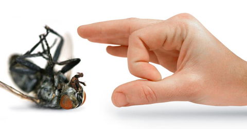 Nu-Style Carpets & Pest Control - Click Find 4