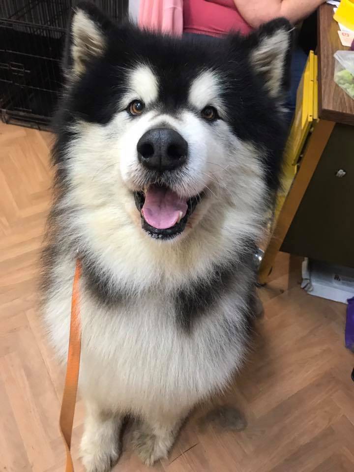 Dog Cat Clipping Washing Grooming Raymond Terrace NSW Who Is Search