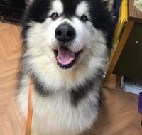 The Pet Parlour - Click Find