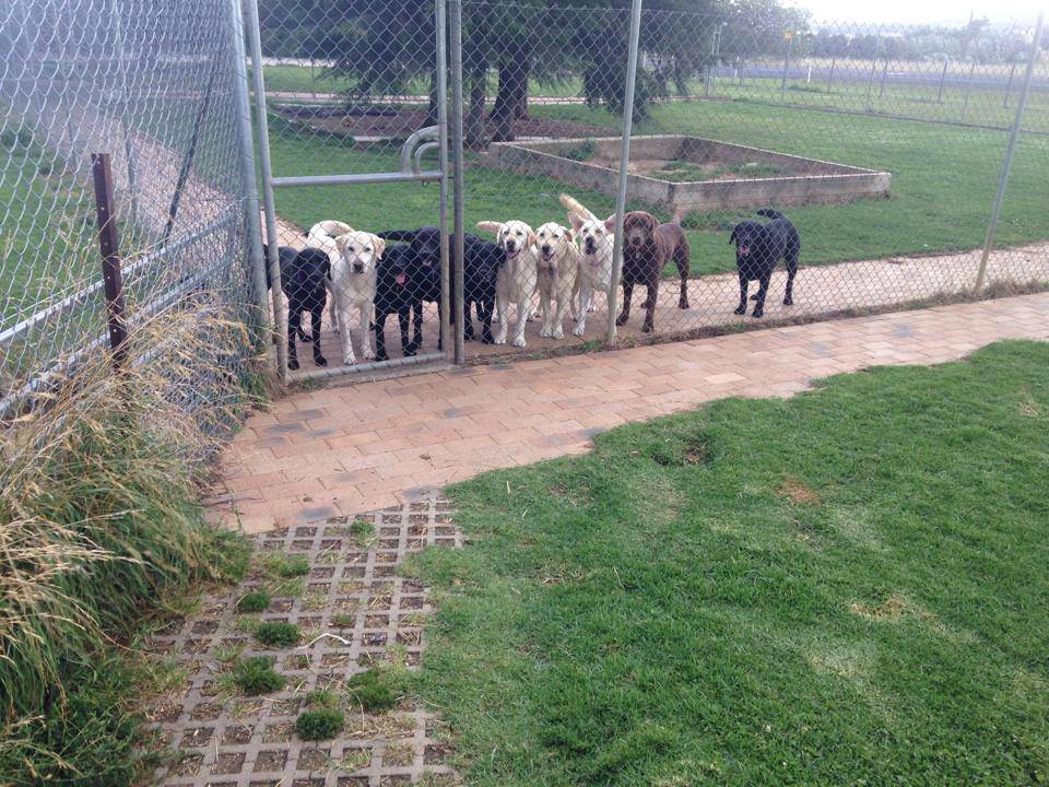 Dog Cat Clipping Washing Grooming Armidale NSW Bet 4u