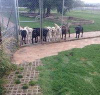 Kiweli Kennels  Kattery - Bet 4u