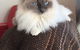 Purrrfect Coffs Cat B&B - thumb 0