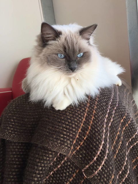 Purrrfect Coffs Cat B&B - Click Find 0