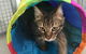 Purrrfect Coffs Cat B&B - thumb 1