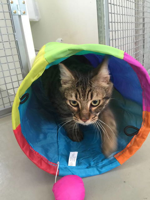 Purrrfect Coffs Cat B&B - Click Find 1
