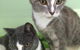 Purrrfect Coffs Cat B&B - thumb 2