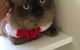 Purrrfect Coffs Cat B&B - thumb 3