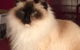 Purrrfect Coffs Cat B&B - thumb 4