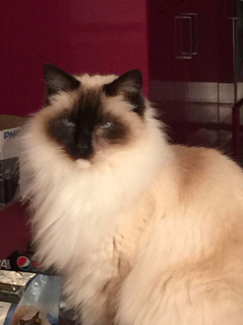 Purrrfect Coffs Cat B&B - Click Find 4