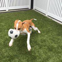Dog Boarding Kennels Woodburn ACT Click Find