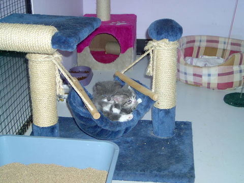 Pussycat Park - Lavinia 0