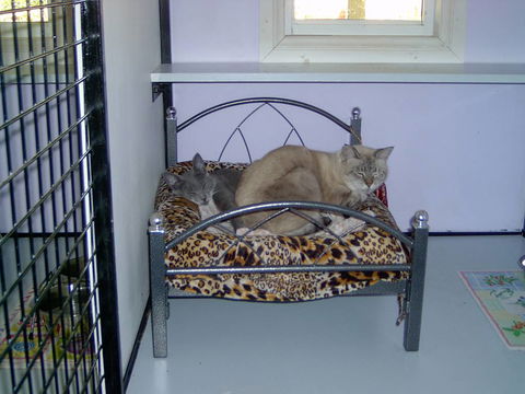 Pussycat Park - Lavinia 3