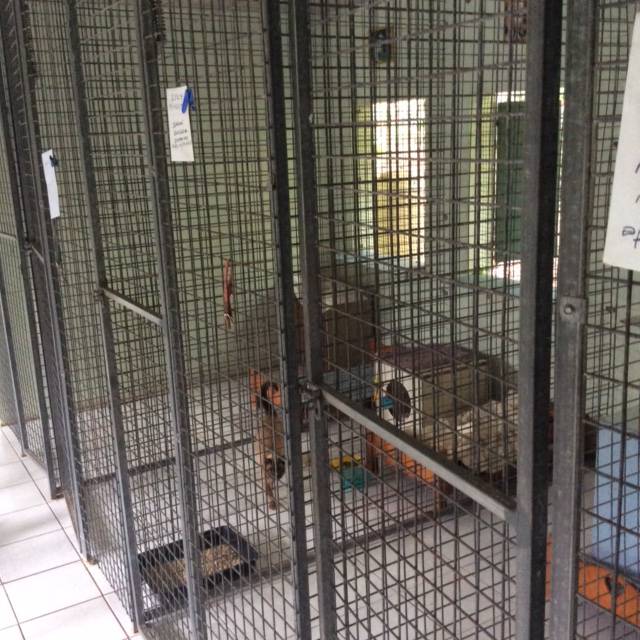 Cat Boarding Catteries Kybong QLD Click Find