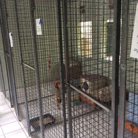 Gympie Cooloola Pet Resort - Click Find 0