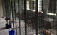 Gympie Cooloola Pet Resort - thumb 1