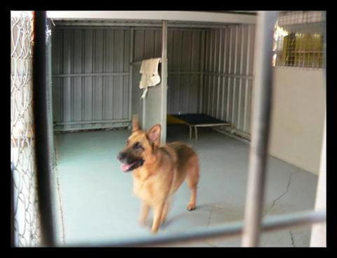 Eumundi Pet Resort - Click Find 1