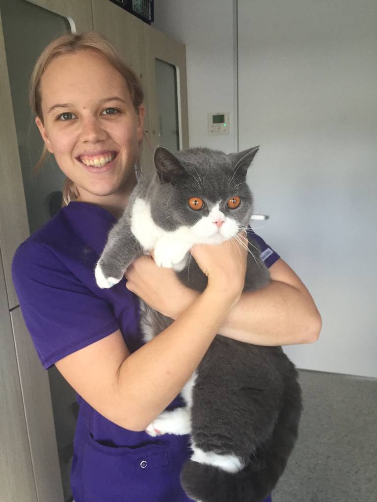 Dog Cat Clipping Grooming Andergrove QLD Click Find