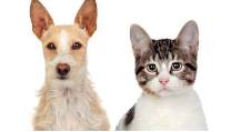 Dog Boarding Kennels Walkerston QLD Click Find