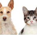 Hillcrest Boarding Kennels Cattery - Click Find