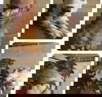 Animal Care Centre - Click Find