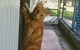 Animal Care Centre - thumb 3