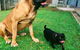 Animal Care Centre - thumb 4