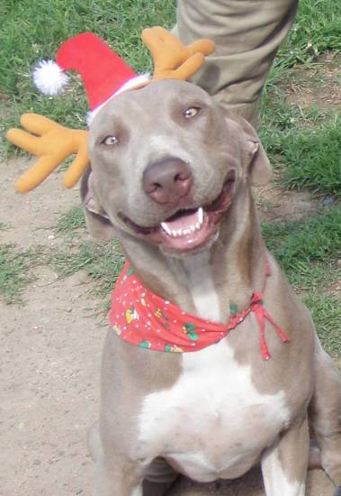 Dog Boarding Kennels Marian QLD Click Find