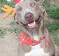 Hampden-Valley Kennels Cattery - Click Find