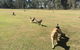 Pacific Palms Pet Resort - thumb 3