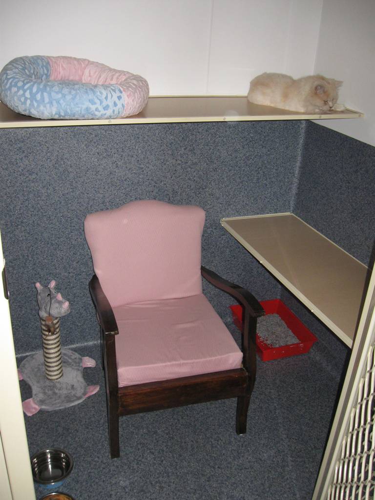Cat Boarding Catteries Elderslie NSW Click Find