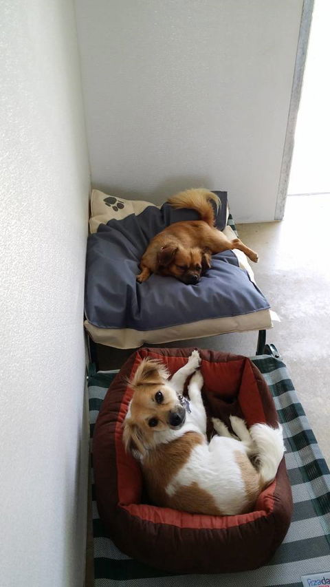 Hunter Pet Motel - Lawyer Find 3