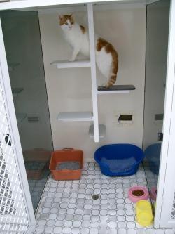 Dog Cat Clipping Washing Grooming Rathmines NSW Lawyer Find