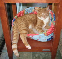 Cats and Kittens - Who Is Search