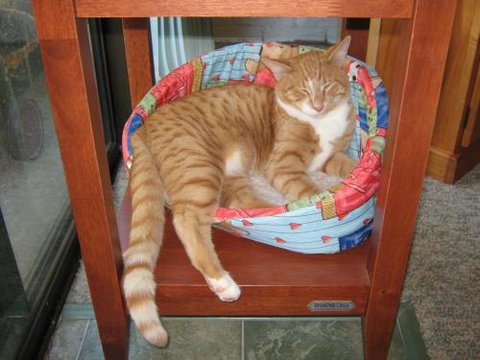 Cats And Kittens - Who Is Search 0