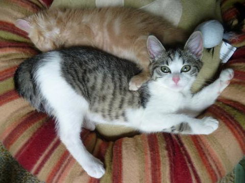 Cats And Kittens - Who Is Search 1