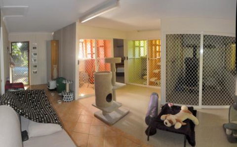 Cats And Kittens - Who Is Search 2