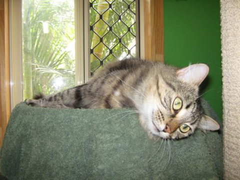 Cats And Kittens - Who Is Search 3