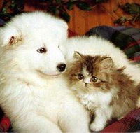 Rockhampton Boarding Kennels  Cattery - Click Find