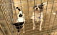 Foster Care Boarding Kennels & Cattery - thumb 4