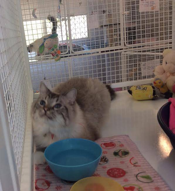 Dog Cat Clipping Washing Grooming Yeppoon QLD Click Find