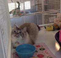 Yeppoon Boarding Kennels  Cattery - Click Find