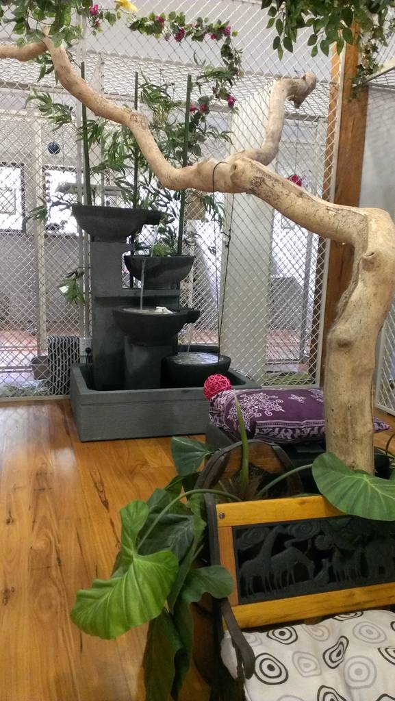 Dog Cat Clipping Grooming Who Is Search