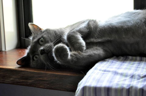 Hobbits Knob Cat Retreat - Click Find 1