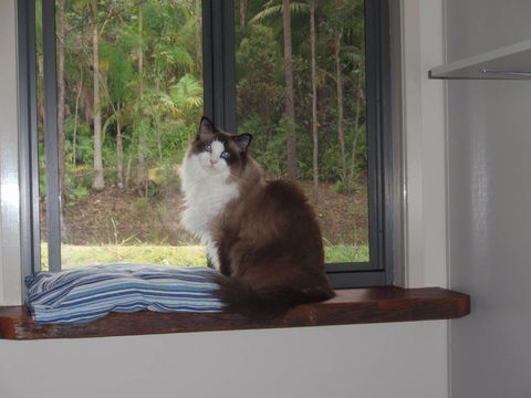 Hobbits Knob Cat Retreat - Click Find 4